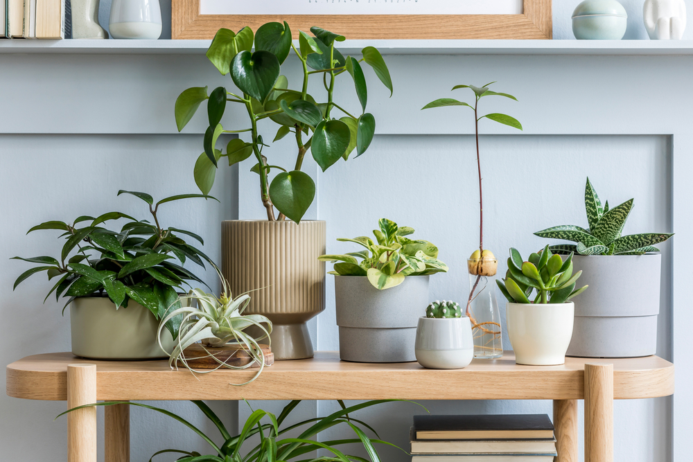 Alles was Sie wissen müssen, um Ihre Zimmerpflanzen richtig umzutopfen und zu pflegen