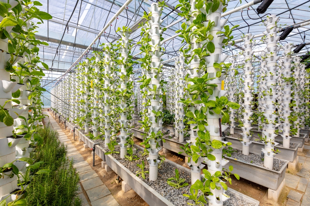 Kann man Pflanzen von Erde auf Hydrokultur umstellen?
