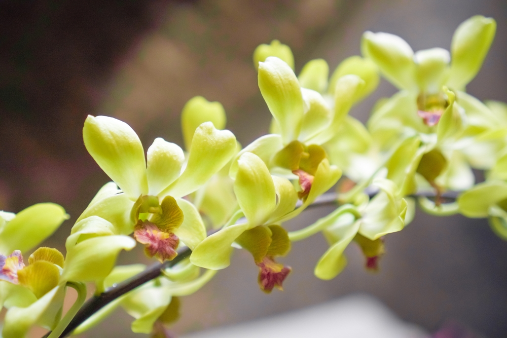 Hydrokultur Orchideen: Die perfekte Lösung für pflegeleichte Pflanzen